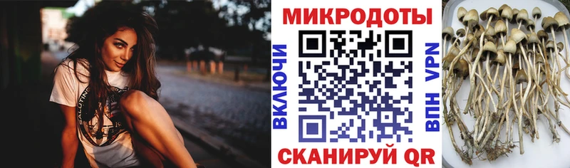 магазин    Верхняя Пышма  ОМГ ОМГ вход  Галлюциногенные грибы мицелий 